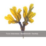 Nipco Fucus Vesiculosus Q (Mother Tincture) - Image 2